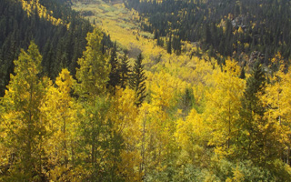 Colorado aspen, rocky mountains, autumn
