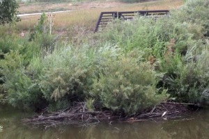 Yes, there is a beaver lodge under all that shrubbery!