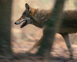 coyote wikimedia